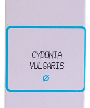 SBL Cydonia Vulgaris Mother Tincture Q