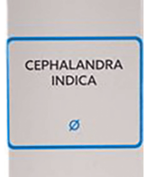 SBL Cephalandra Indica Mother Tincture Q | For Liver Care