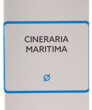 SBL Cineraria Maritima Mother Tincture Q