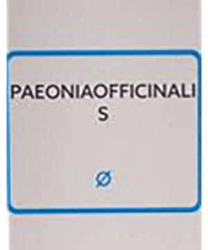 SBL Paeonia Officianalis Mother Tincture Q