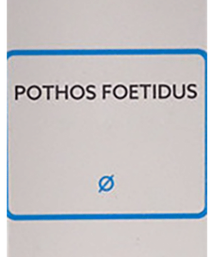 SBL Pothos Foetidus Mother Tincture Q