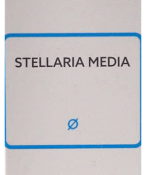 SBL Stellaria Media Mother Tincture Q