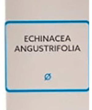 SBL Echinacea Angustifolia Mother Tincture Q