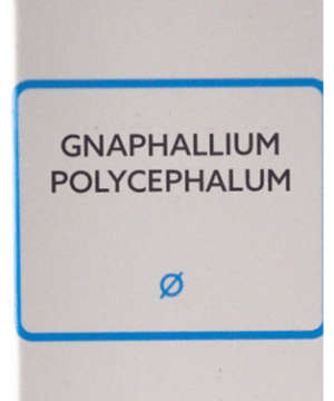 SBL Gnaphalium Polycephalum Mother Tincture Q