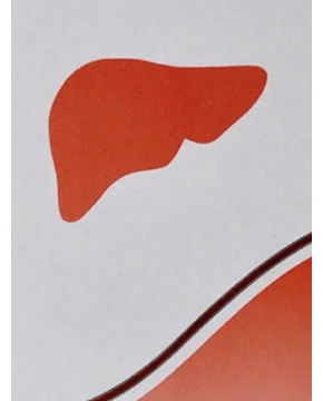 Dr Willmar Schwabe India Alpha-Liv Liver Tonic