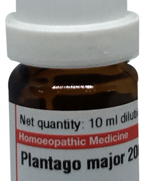 Dr Willmar Schwabe Germany Plantago Major Dilution 200